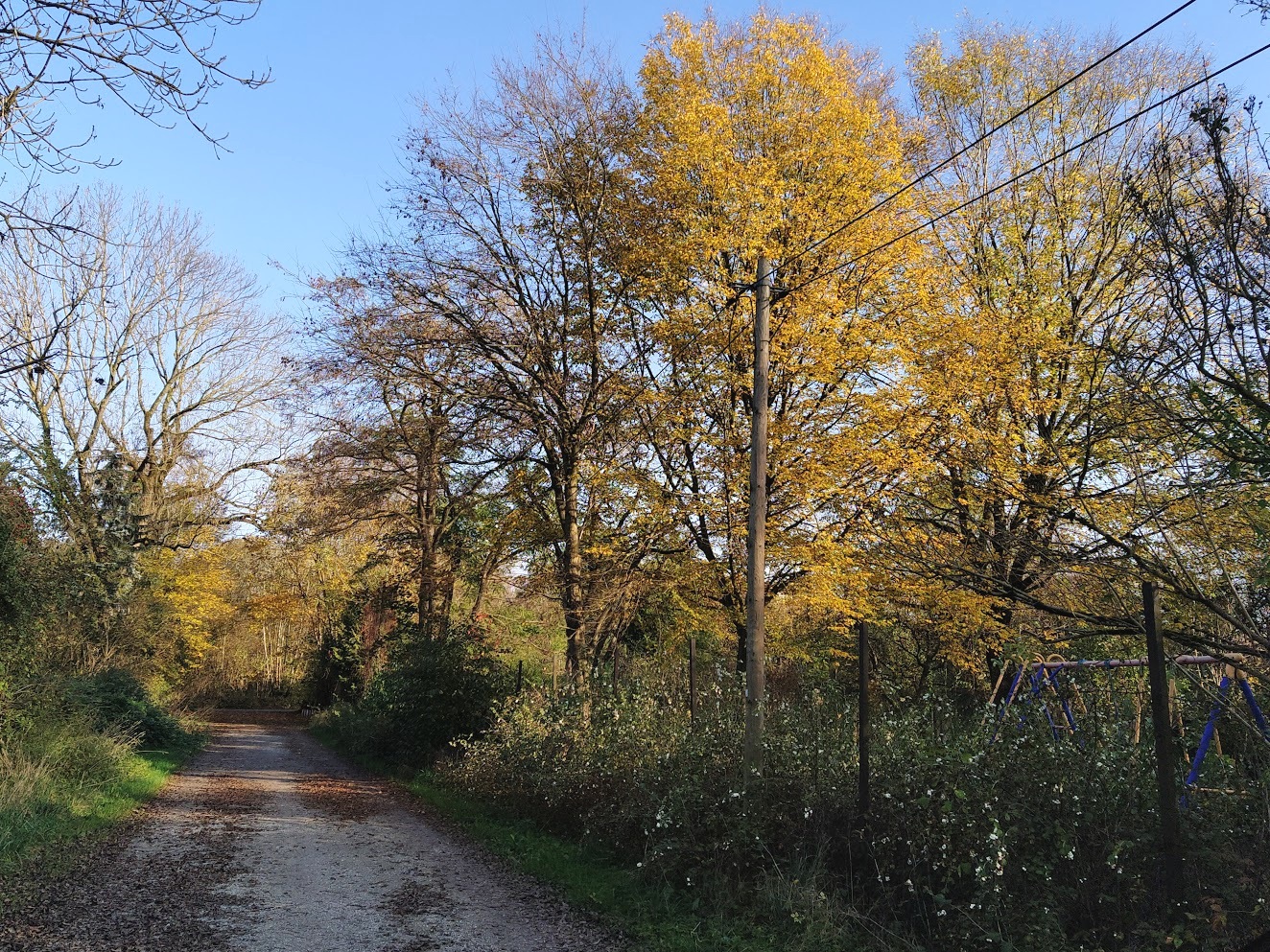 Daxetstraße im Herbst (Eggarten)