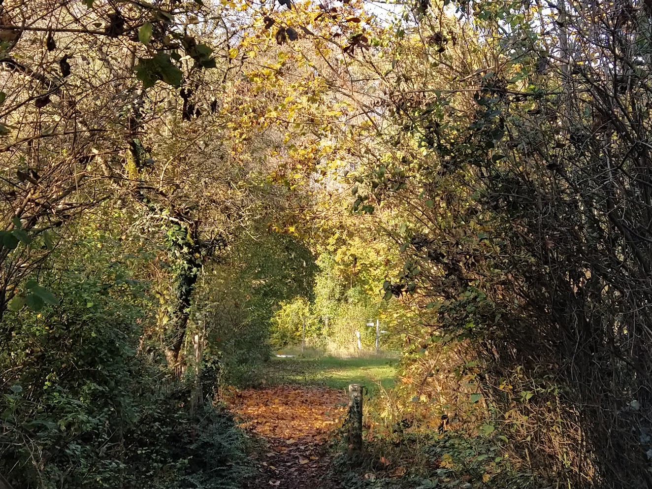 Weg und Durchblick zur Wilhelmine-Reichard-Straße