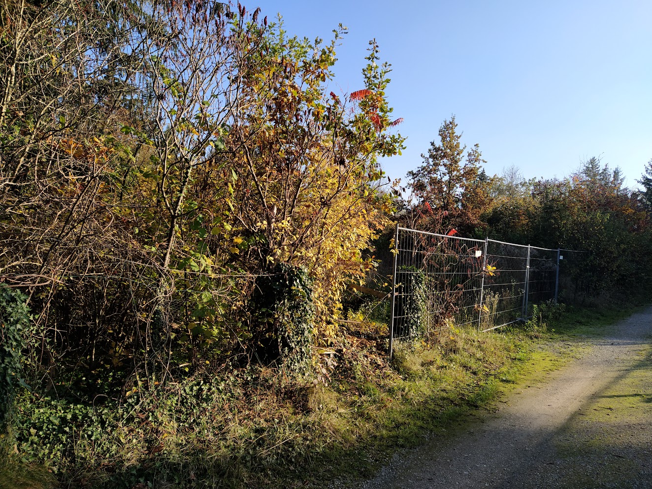 Rehstraße mit Bauzaun im Eggarten