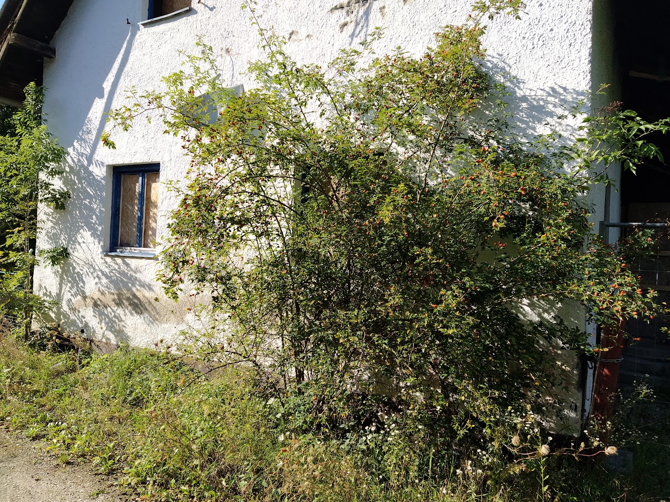 Haus in der Hasenstraße Ecke Rehstraße