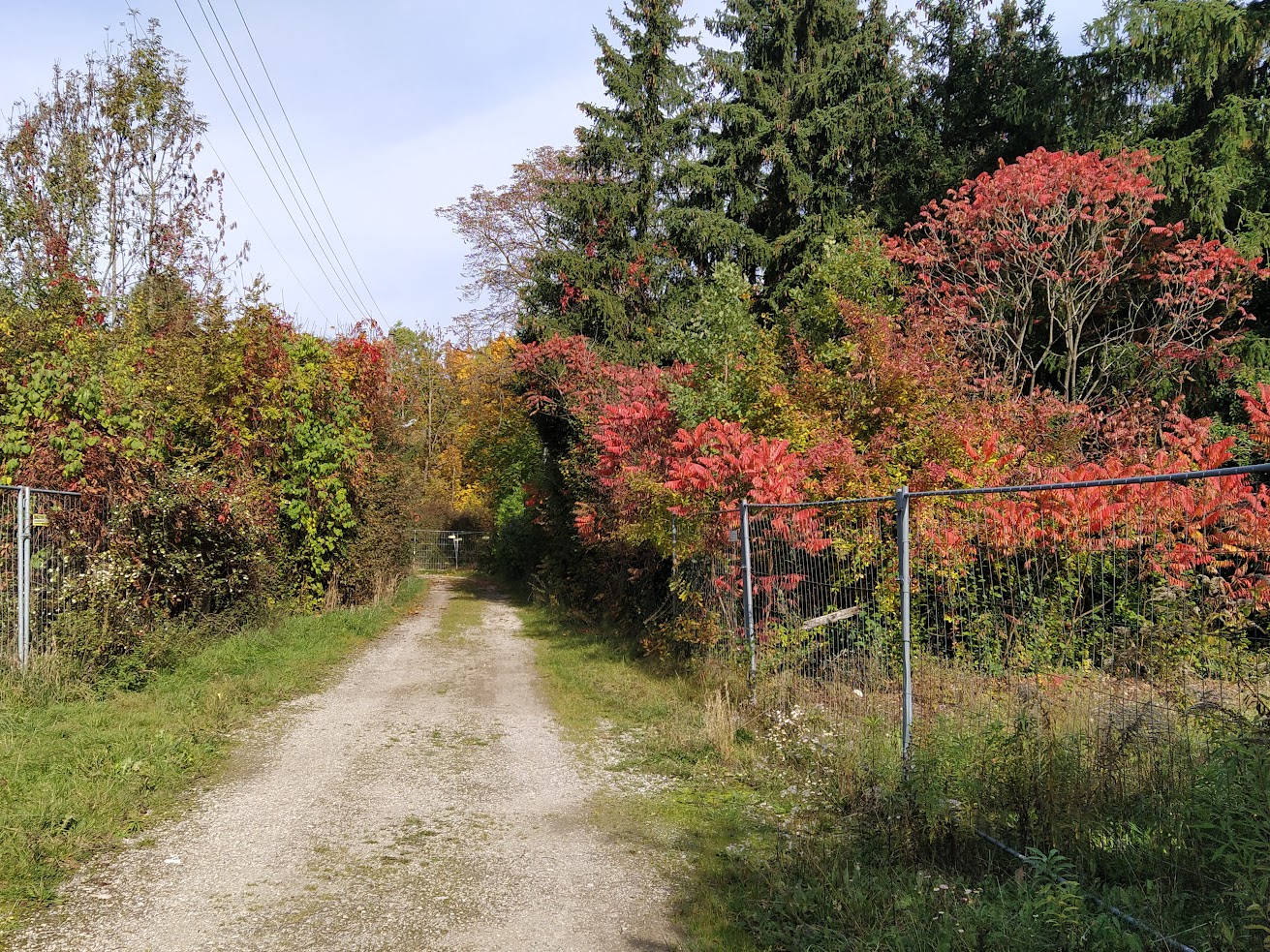 Rehstraße mit Bauzaun, Fichten, Bäume mit roten Blättern