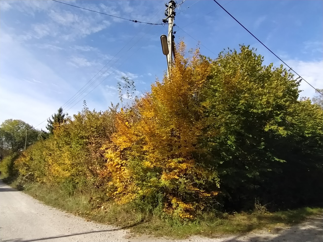 Eggartenstraße Ecke Rehstraße, mit herbstlichen Sträuchern