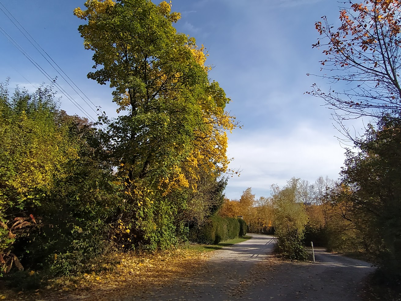 Eggartenstraße, Blick nach Osten mit Straßen und Bäumen